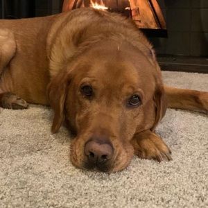 Meet your Posher, Stella